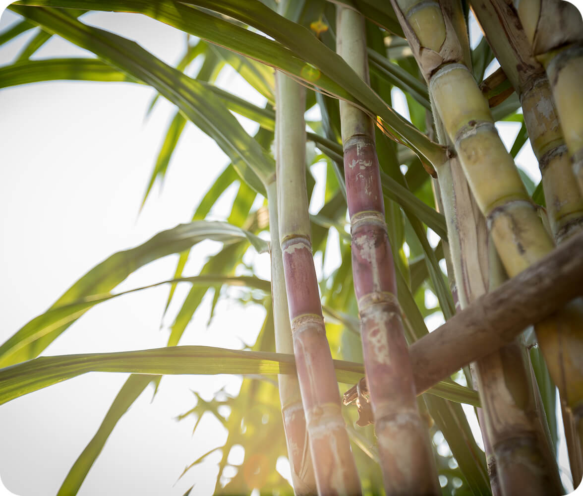 Power of sugarcane Power of sugarcane