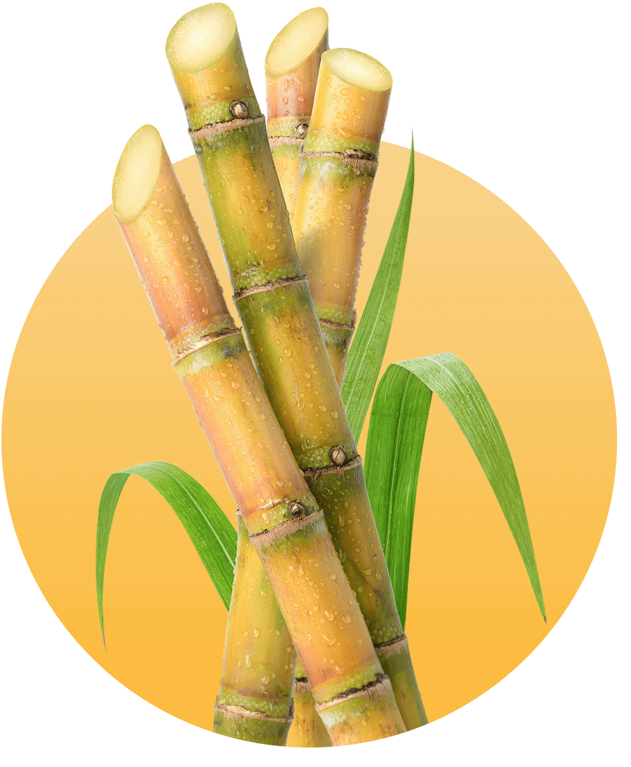 sugarcane-benefits-nw