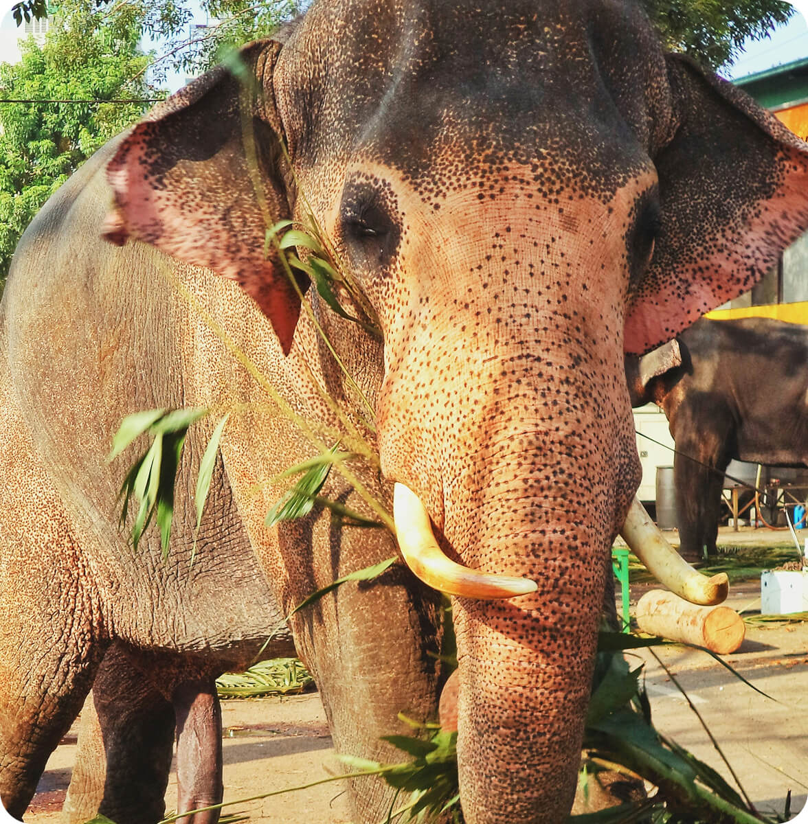 Elephants love it too!