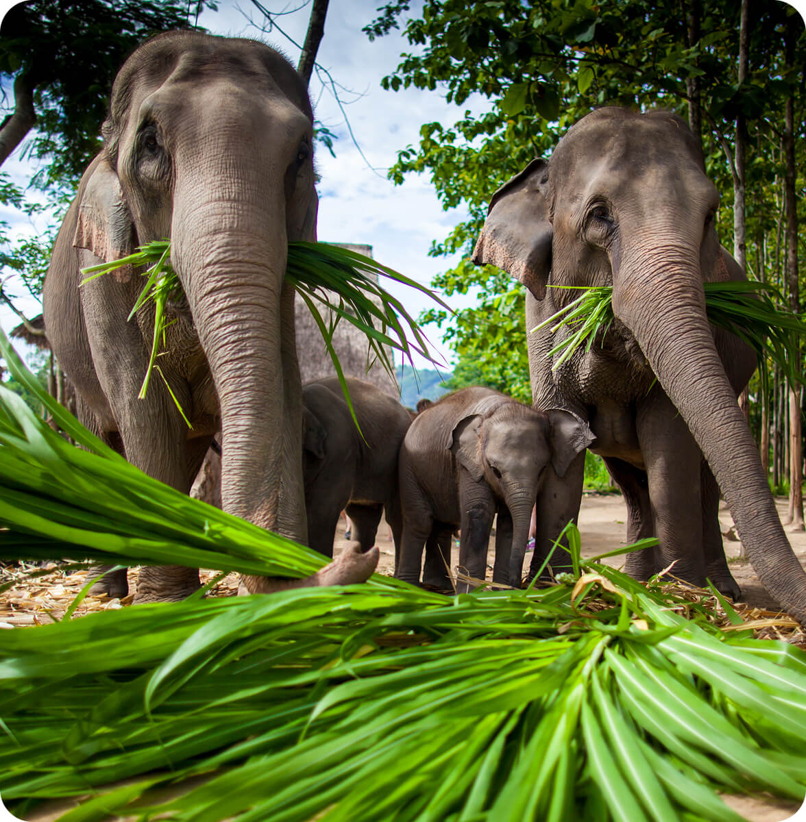 Why Sugarcane? Because it’s time Europe caught up.
